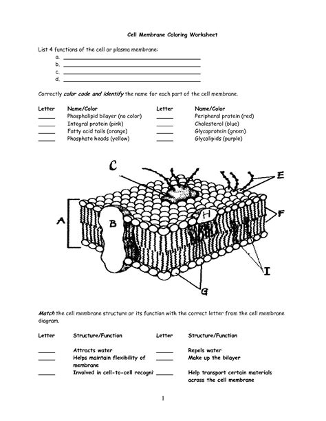 cell membrane coloring worksheet composition of the cell membrane and functions answers